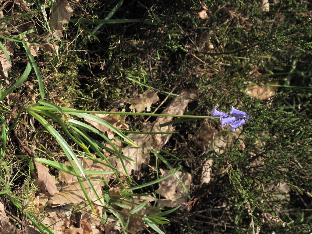 Hyacinthoides non-scripta